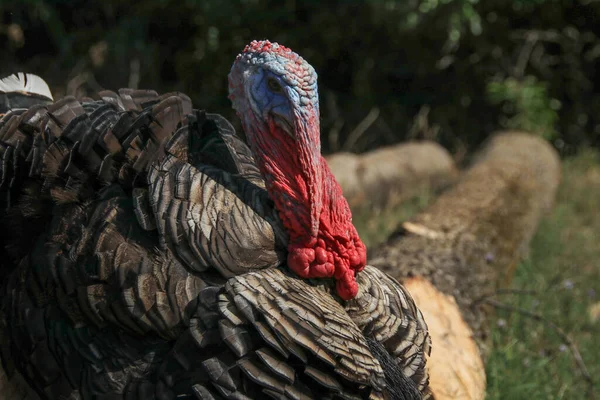 Kapalı bir ormanda hindi çiftliği fotoğrafı.