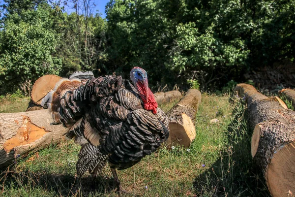 Kapalı bir ormanda çiftlik hindisi