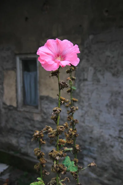 Bahçedeki pembe uzun çiçek koyu arka planda yüksek kontrastlı