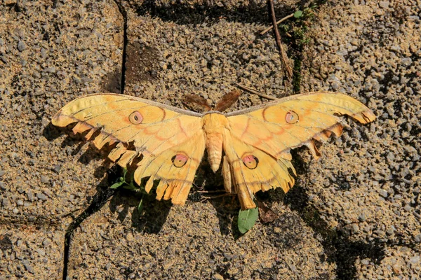 Kahverengi güve böceği taş duvara tünemiş.