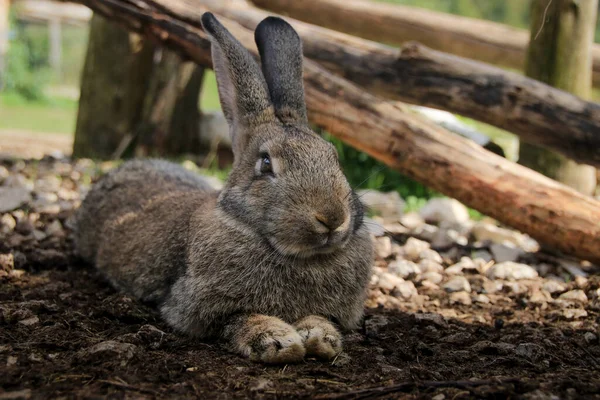 Güzel tüylü, tüylü çiftlik tavşanı, çok yakın.