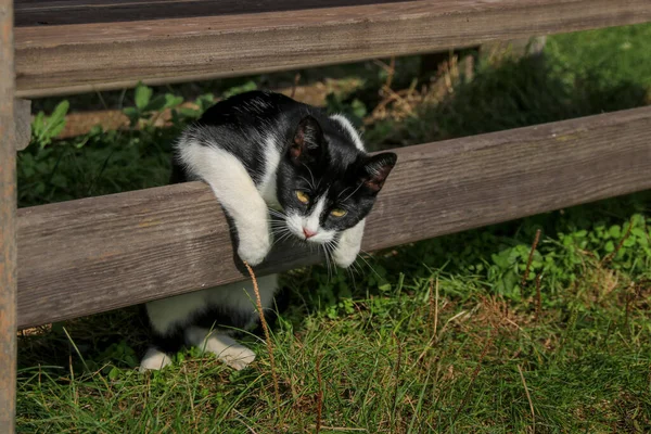 sevimli siyah beyaz kedi ahşap bir çite yaslanmış görünüyor.