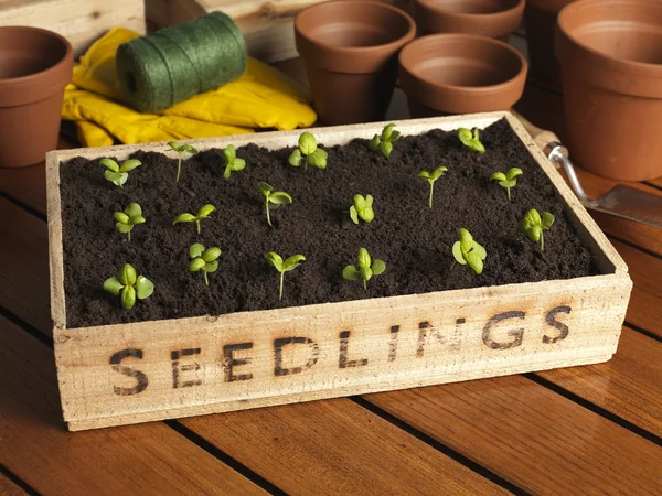 Seedling Tray — Stock Photo, Image