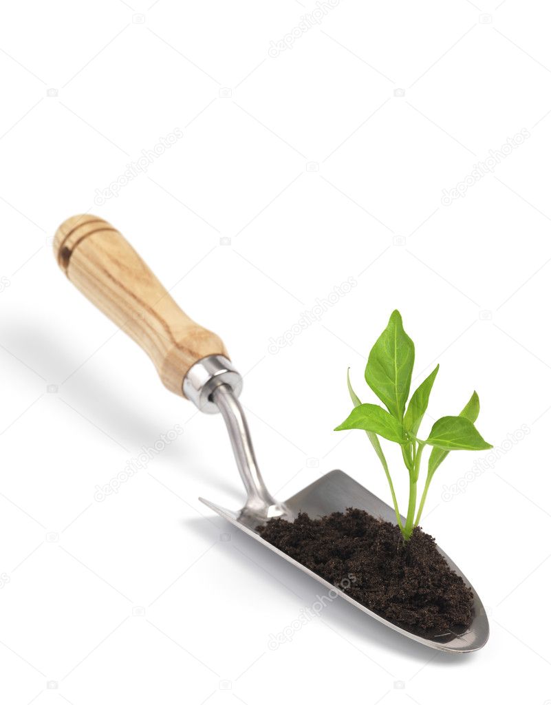 Garden trowel and plant — Stock Photo © Stuartbur 71201731