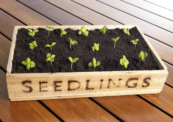 Plantas de cultivo en caja — Foto de Stock