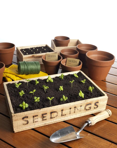 Büyüyen bitkiler kutusunda