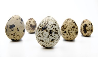 bıldırcın yumurtası beyaz