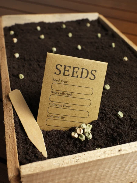 Samen auf dem Boden in Holzkorb — Stockfoto