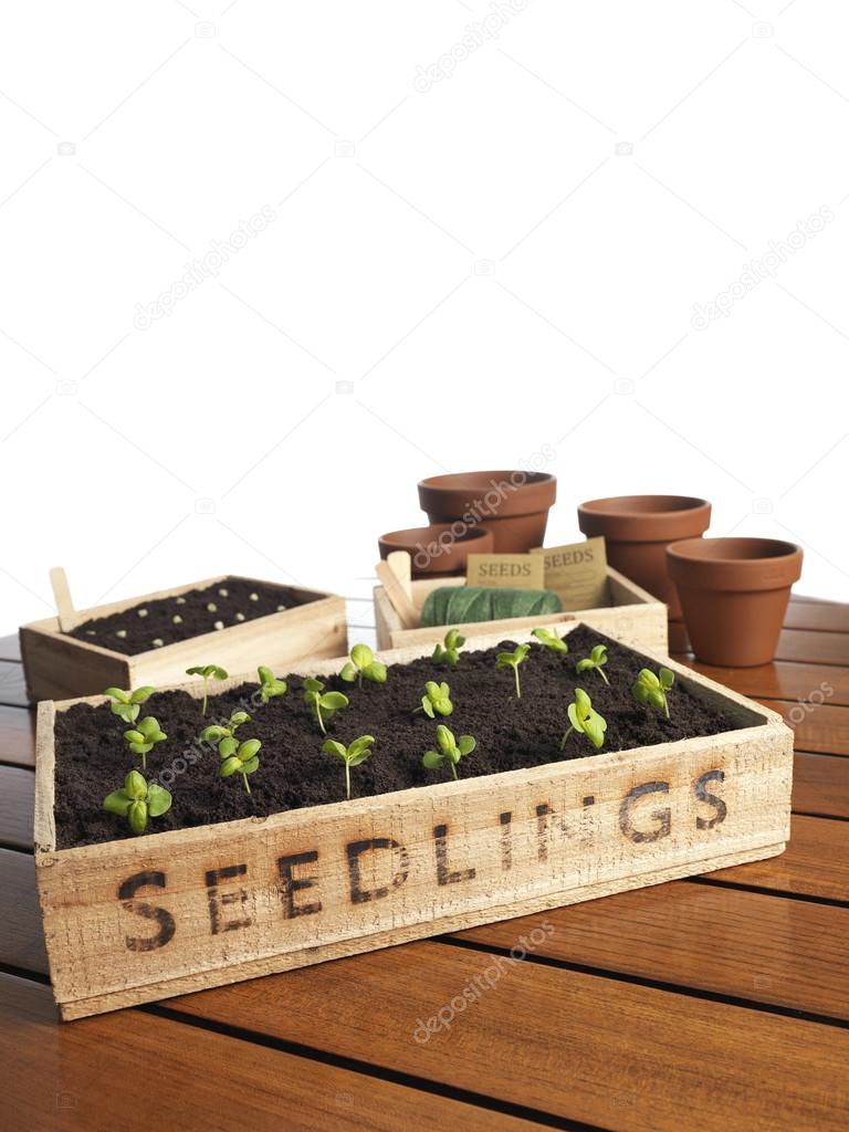 Seeds on ground  in wooden basket