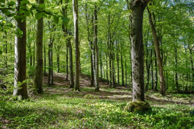 İsveç 'in güneyindeki Kullaberg, Hoganas' taki geniş yapraklı yaprak döken orman. Kullaberg doğa koruma alanıdır. İnanılmaz doğa, yürüyüş, golf sahası ve ünlü bir deniz feneri..