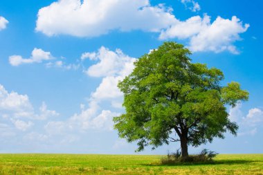 Açıklıktaki ağaç 