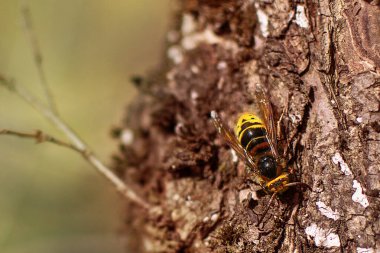 Ağaçtaki arılar gibi. 