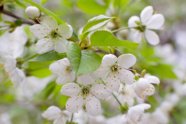 Çiçek açan bahar ağacı. Kirazlı sakura tomurcukları.