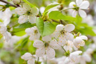 İlkbaharda beyaz arka planda elma çiçekleri açar.