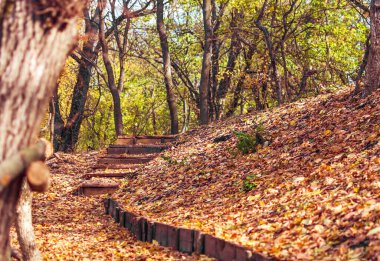 path and steps in the autumn forest on a sunny day