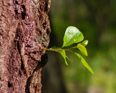 spring awakening a leaf of a tree dew in the forest