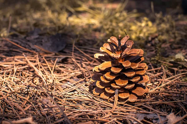 Pine cone in the forest on a sunny day — Foto de Stock