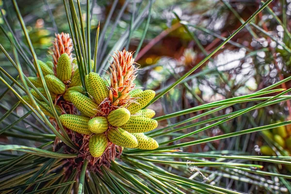 The buds were eaten in the spring. Pine buds. Christmas cones. Young cones close-up — Stock Fotó