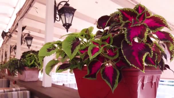 Pianta Ornamentale Con Foglie Rosa Brillante — Video Stock