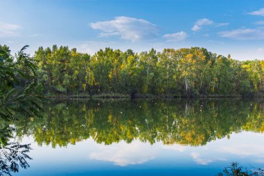 Aynada yansıyan suyun içindeki orman ağaçları.
