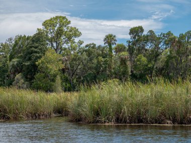 Nehir kenarında palmiye ağaçları olan yağmur ormanları
