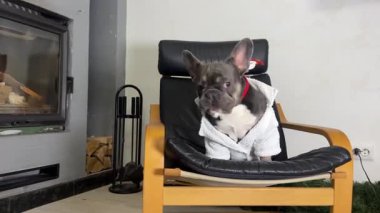 Rahat bir koltukta oturan bir Fransız Bulldog, sıcak, davetkar bir oturma odasında bir kişinin elinde tuttuğu ikramla neşe içinde etkileşime geçer..