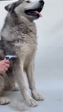 Bir insan nazikçe Sibirya Husky 'si üzerinde bakım aleti kullanır. Güzel köpek sakin bir atmosferde tımar seansının tadını çıkarırken sessizce oturur..