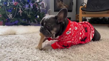 Kırmızı bir Noel süveteri içinde büyüleyici Fransız bulldog güzel dekore edilmiş bir Noel ağacının yanında rahat bir halının üzerinde rahatlarken mutlu bir şekilde bir kemik çiğniyor..