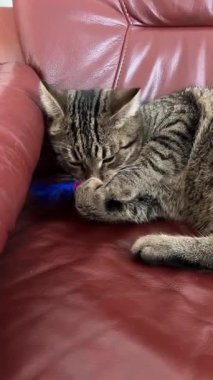 Neşeli bir kedi, kahverengi bir kanepede dinlenirken mavi bir oyuncağı vurmaktan zevk alır, güneşli bir öğleden sonra evde eğlencesini yakalar..