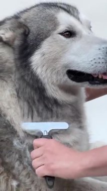 Nazik bir tımar seansı, birlikte geçirdikleri zamanın keyfini çıkarırken tüylü bir köpeği dikkatlice fırçalarken gerçekleşir..