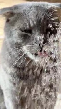 Neşeli bir kedi evinde ferahlatıcı bir duş alır, mutlu bir şekilde suyu izler ve sıcak bir öğleden sonra hafif bir spreyin tadını çıkarır..