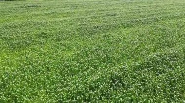 Sabahın erken saatlerinde yeşil mısır tarlasının geniş bir görüntüsü. Güneş parlıyor, çimenler yemyeşil ve yemyeşil.