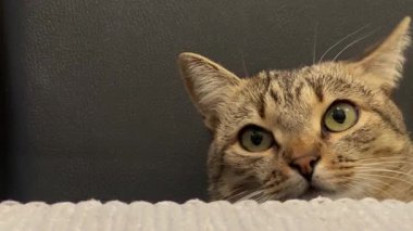 Oyuncu ve meraklı bir kedi bir masanın kenarından süzülüyor, çevresini keskin bir ilgiyle gözlemliyor. Sıcak ve davetkar atmosfer, o anın cazibesini arttırır..