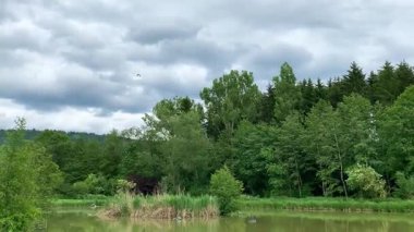 Ağaçlarla çevrili sakin bir göletin üzerindeki bulutlar gökyüzünü kaplıyor. Bir yaz günü suların etrafında bitkiler büyürken kuşlar yukarıda uçar..