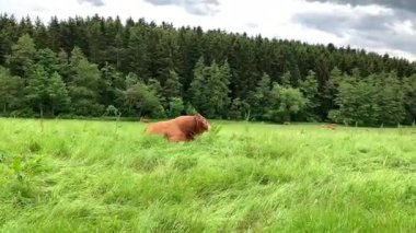 Bir golden retriever yeşil bir alanda uzun otların arasında koşar. Köpek açık alandan zevk alır ve enerjiyle hareket eder. Etrafı ağaçlarla çevrili..