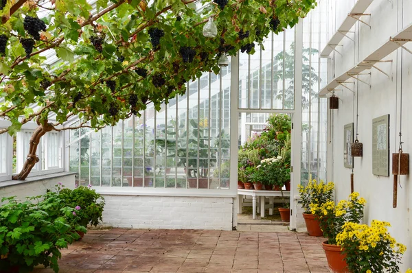 Edwardian Greenhouse. — Stock Photo, Image