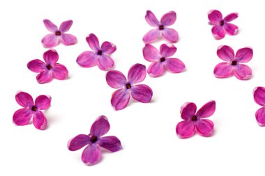 Mor leylak çiçeği, beyaz arkaplanda izole edilmiş.