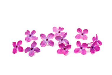 Mor leylak çiçeği, beyaz arkaplanda izole edilmiş.