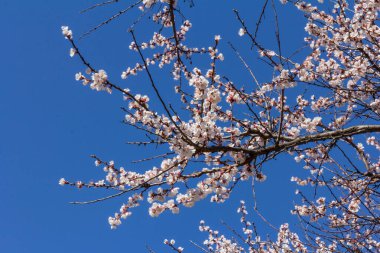 Bahar çiçekleri. Çiçekli kayısı ağaçları Güzel mavi gökyüzünü çerçeveliyor