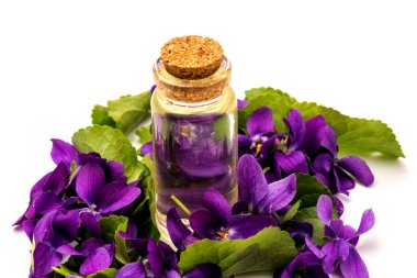 Ağaç Menekşe (Viola Kodorata) çiçekleri, gerekli yağ için bir koni ile, yakın plan beyaz arka planda izole edilir. Metin için yer. 