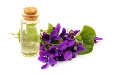 Herbaceous perennial bitki - Viola odorata (ahşap menekşe, tatlı menekşe, İngiliz menekşesi, bahçe viole). Menekşelerin bahar mor çiçekleri kapanıyor