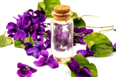 Ağaç Menekşe (Viola Kodorata) çiçekleri, gerekli yağ için bir koni ile, yakın plan beyaz arka planda izole edilir. Metin için yer. 