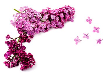 Çiçekli mor leylak dalı beyaz arkaplanda izole.