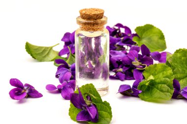 Ağaç Menekşe (Viola Kodorata) çiçekleri, gerekli yağ için bir koni ile, yakın plan beyaz arka planda izole edilir. Metin için yer. 