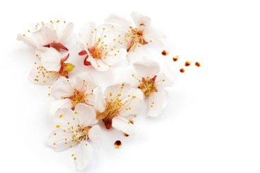 Beyaz arka planda izole edilmiş güzel kayısı çiçeklerinin stüdyo görüntüleri, yakın plan. Bahar çiçekleri. Metin için boşluk