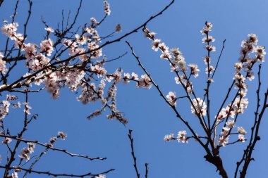 Bahar çiçekleri. Çiçekli kayısı ağaçları Güzel mavi gökyüzünü çerçeveliyor