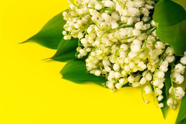 Convallaria majalis (vadideki zambak), zambak çiçeği düğünlerde kullanıldı ve çok pahalı olabilir. Uluslararası İşçi Bayramı 'nda vadi zambağı satmak Fransa' da bir gelenek haline geldi.