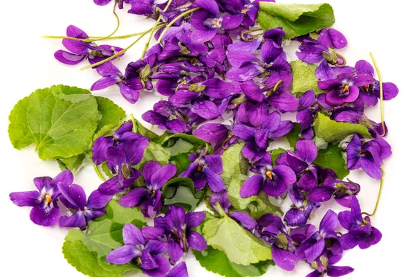 바이올렛 Viola Odorata 꽃들은 껍질을 배경에 고립되어 원문을 — 스톡 사진