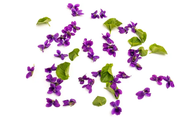 Violet Viola Odorata Virágok Elszigetelt Fehér Alapon Közelről Szöveg Helye — Stock Fotó