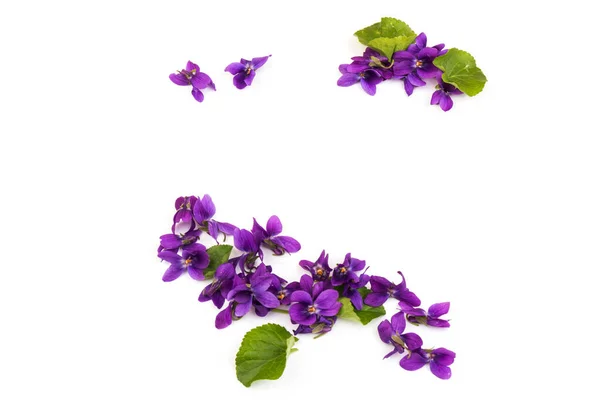 Hout Violet Viola Odorata Bloemen Geïsoleerd Witte Achtergrond Close Plaats — Stockfoto